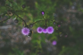 Armurariu: Beneficii, contraindicații și cura cu armurariu în funcție de forma administrată (ulei, capsule)