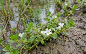 Beneficii Bacopa