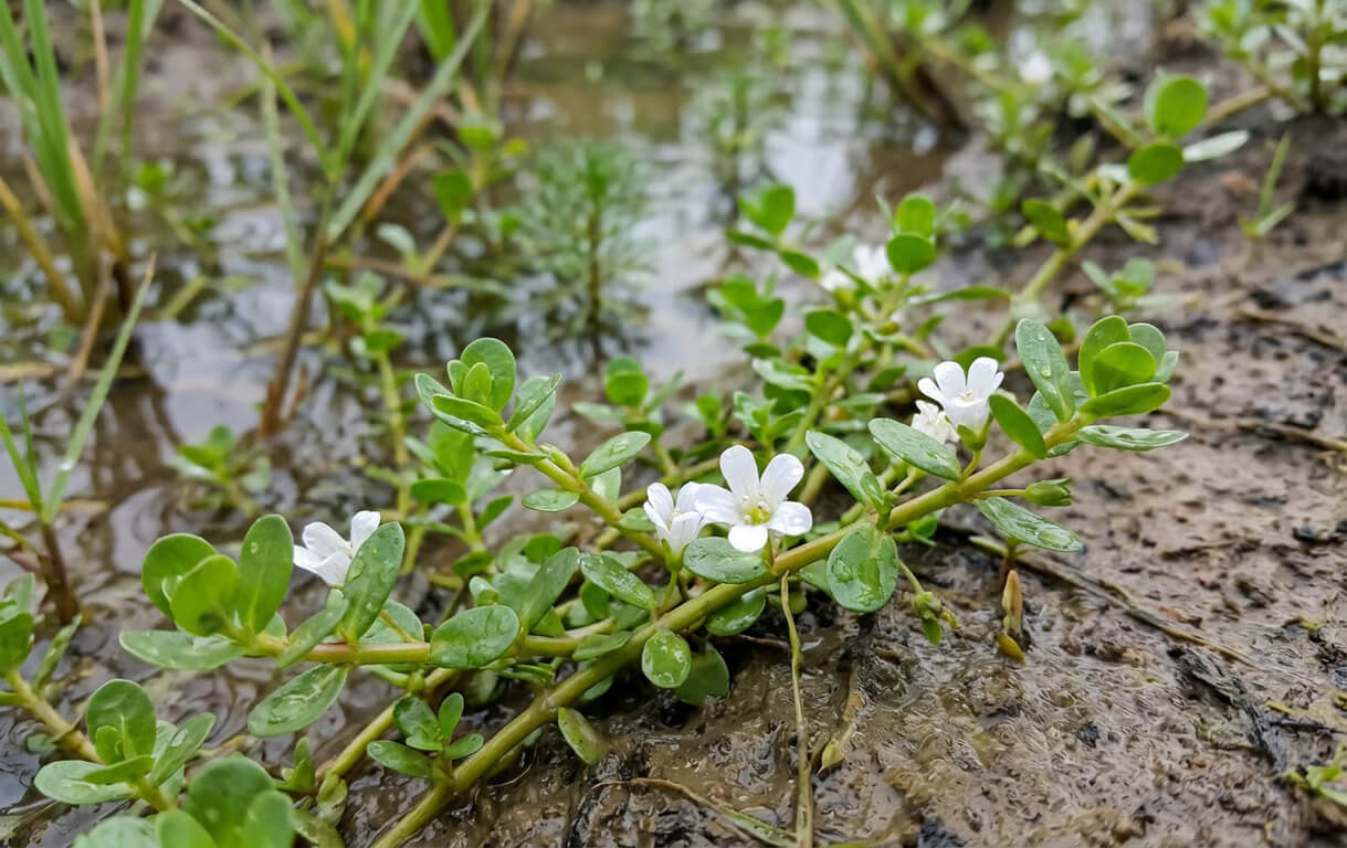 Beneficii Bacopa