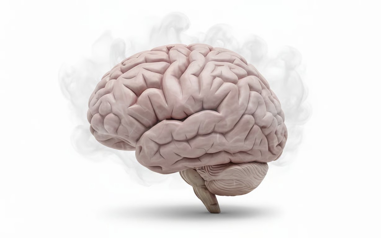 creier cu circumvolutiuni